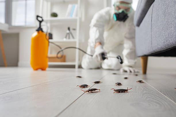 Commercial Rodent Management in Loxley